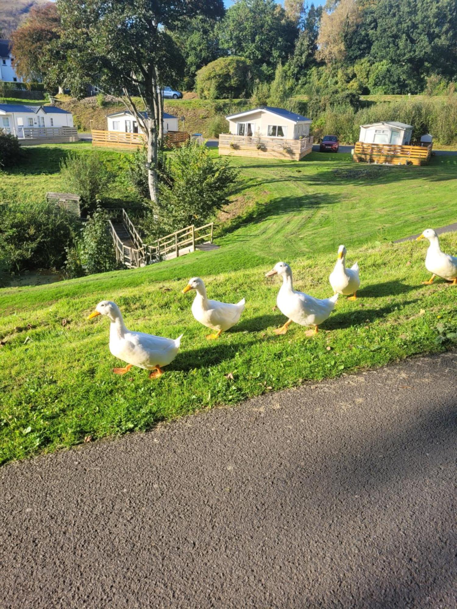 Ballantrae The Sunny Bunny Holiday Home מראה חיצוני תמונה